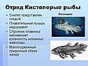 Отряд Кистеперые рыбы