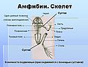 Амфибии