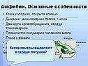 Амфибии