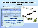 Размножение амфибий связано с водой