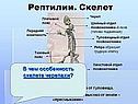 Рептилии