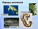 Тип хордовые 7 класс