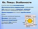 Кл