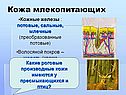 Кожа млекопитающих
