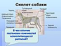 Скелет собаки