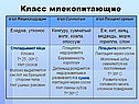Класс млекопитающие