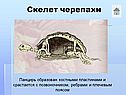 Скелет черепахи