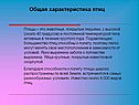 Общая характеристика птиц