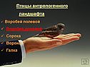 Птицы антропогенного ландшафта