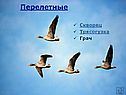 Трясогузка