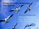 Птицы открытых воздушных пространств