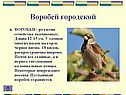 Воробей городской