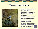 Трясогузка горная