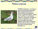 Чайка озерная
