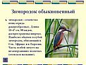 Зимородок обыкновенный