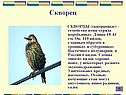 Скворец
