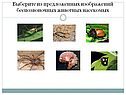 Выберите из предложенных изображений беспозвоночных животных насекомых