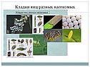 Типы развития насекомых
