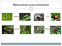 Насекомые и их потомство
