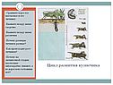 Цикл развития кузнечика