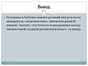 Гусеница и бабочка имеют разный тип ротового аппарата