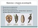 Куколка