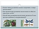 Как происходит развитие насекомых из яйца во взрослую особь