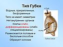 Тип Губки