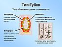 Тип Губки