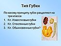 Тип Губки
