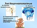 Тип Кишечнополостные