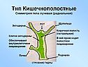 Типы животных