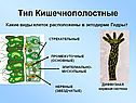 Тип Кишечнополостные