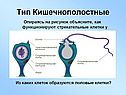 Тип Кишечнополостные