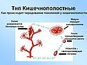 Тип Кишечнополостные
