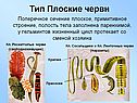 Тип Плоские черви