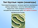 Тип Круглые черви (нематоды)