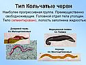 Тип Кольчатые черви