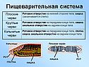 Пищеварительная система