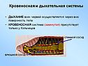Кровеносная и дыхательная системы