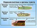 Нервная система и органы чувств