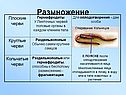 Размножение