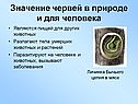 Значение червей в природе и для человека