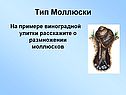 Тип Моллюски