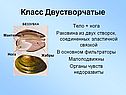 Класс Двустворчатые