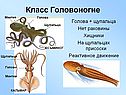 Класс Головоногие