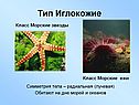 Тип Иглокожие