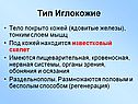 Тип Иглокожие
