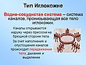 Тип Иглокожие