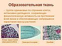 «Ткани растений» 6 класс